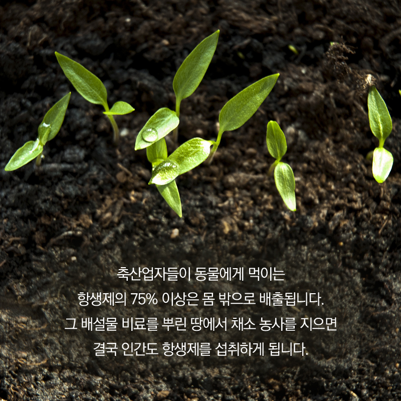 축산업자들이 동물에게 먹이는 항생제의 75% 이상은 몸 밖으로 배출됩니다. 그 배설물 비료를 뿌린 땅에서 채소 농사를 지으면 결국 인간도 항생제를 섭취하게 됩니다.