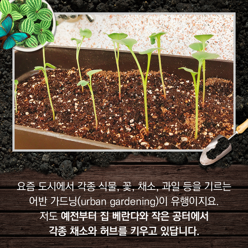 요즘 도시에서 각종 식물, 꽃, 채소, 과일 등을 기르는 어반 가드닝(urban gardening)이 유행이지요. 저도 예전부터 집 베란다와 작은 공터에서 각종 채소와 허브를 키우고 있답니다.