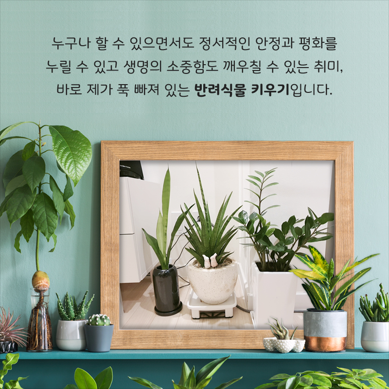 누구나 할 수 있으면서도 정서적인 안정과 평화를 누릴 수 있고 생명의 소중함도 깨우칠 수 있는 취미, 바로 제가 푹 빠져 있는 반려식물 키우기입니다.