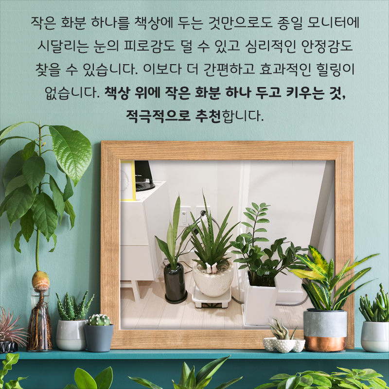 작은 화분 하나를 책상에 두는 것만으로도 종일 모니터에 시달리는 눈의 피로감도 덜 수 있고 심리적인 안정감도 찾을 수 있습니다. 이보다 더 간편하고 효과적인 힐링이 없습니다. 책상 위에 작은 화분 하나 두고 키우는 것, 적극적으로 추천합니다.