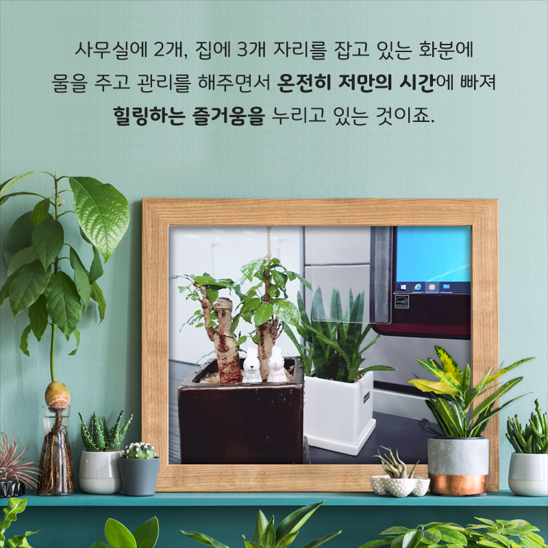 사무실에 2개, 집에 3개 자리를 잡고 있는 화분에 물을 주고 관리를 해주면서 온전히 저만의 시간에 빠져 힐링하는 즐거움을 누리고 있는 것이죠.