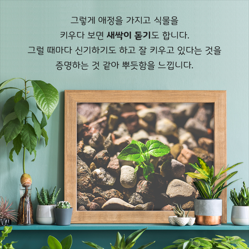 그렇게 애정을 가지고 식물을 키우다 보면 새싹이 돋기도 합니다. 그럴 때마다 신기하기도 하고 잘 키우고 있다는 것을 증명하는 것 같아 뿌듯함을 느낍니다.