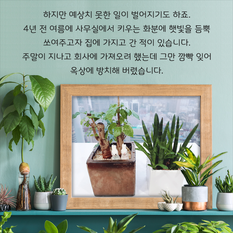 하지만 예상치 못한 일이 벌어지기도 하죠. 4년 전 여름에 사무실에서 키우는 화분에 햇빛을 듬뿍 쏘여주고자 집에 가지고 간 적이 있습니다. 주말이 지나고 회사에 가져오려 했는데 그만 깜빡 잊어 옥상에 방치해 버렸습니다.