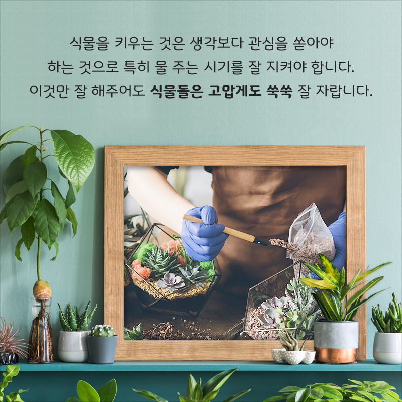 식물을 키우는 것은 생각보다 관심을 쏟아야 하는 것으로 특히 물 주는 시기를 잘 지켜야 합니다. 이것만 잘 해주어도 식물들은 고맙게도 쑥쑥 잘 자랍니다.