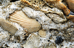  서귀포층 패류 화석산지 사진