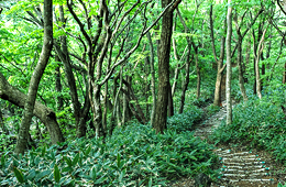 삼나무 숲길 사진