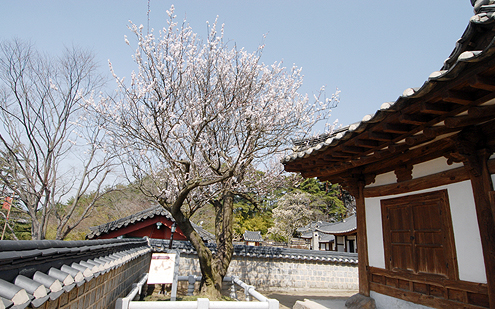 강릉 오죽헌 율곡매 사진