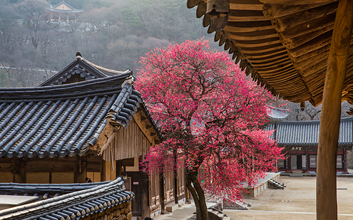 구례 화엄사 매화 사진