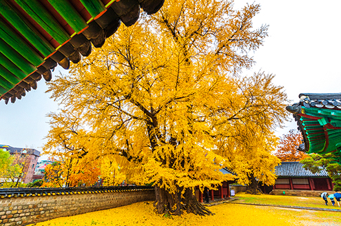 명륜당 은행나무(1)