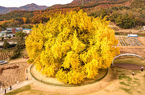 원주 반계리 은행나무(1)