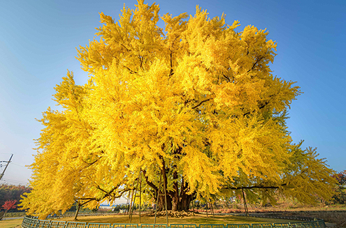 원주 반계리 은행나무(2)