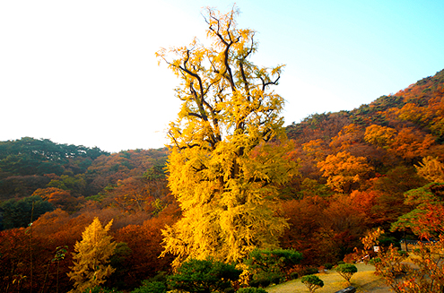 양평 용문사 은행나무(1)