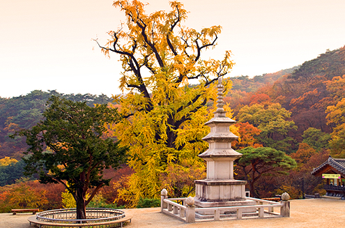양평 용문사 은행나무(2)