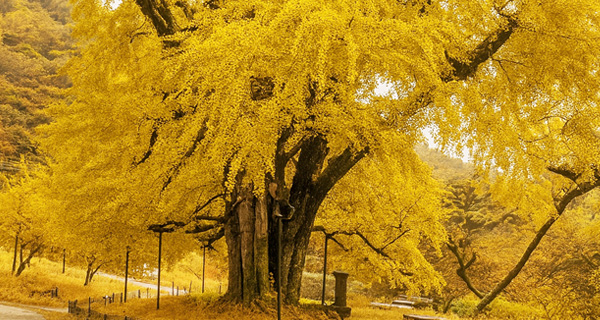 청도 적천사 은행나무
