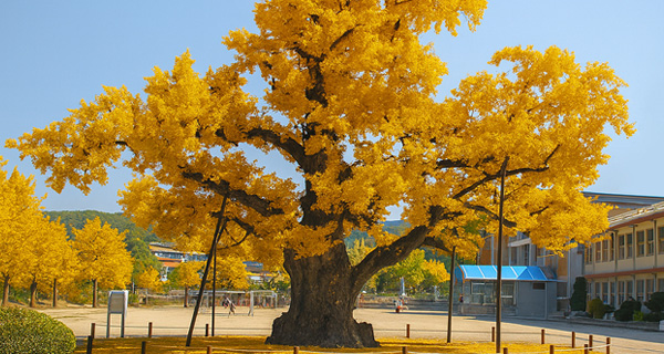 괴산 읍내리 은행나무