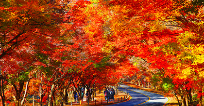 내장산 이미지(2)