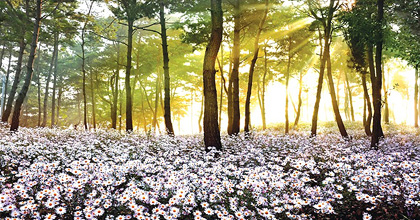 구절초 테마공원 이미지(1)