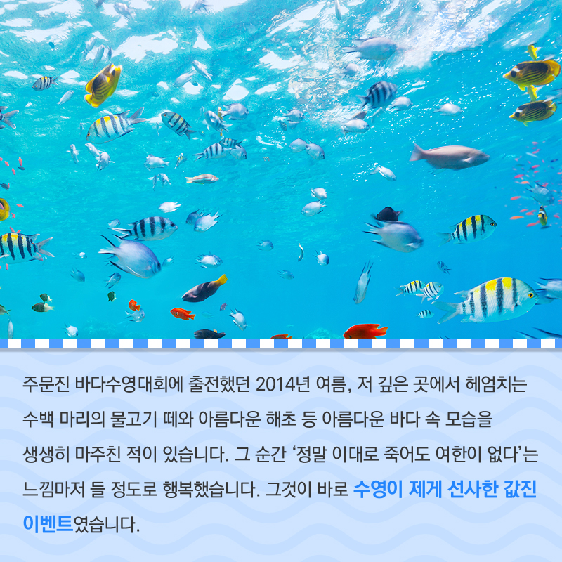 전국 바다 수영대회 참가 사진