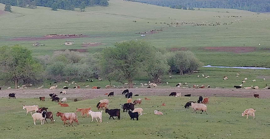 울란바트로에서 홉스굴로 이동하면서 만난 초원의 소, 말, 양, 야크 떼