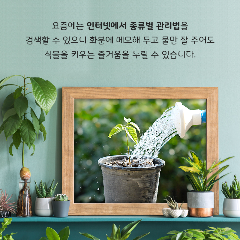 요즘에는 인터넷에서 종류별 관리법을 검색할 수 있으니 화분에 메모해 두고 물만 잘 주어도 식물을 키우는 즐거움을 누릴 수 있습니다.